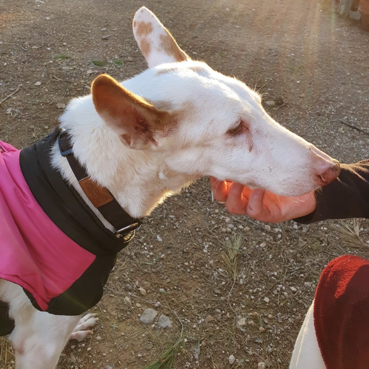 projectempathia's tweet photo. Lia 🎉🎉🎉

La princesa més tendre va escollir el dia d’ahir per perdre les pors i presentar-se en societat. 
Felicitat absoluta 

#projecteempathia #santuariodeanimales #santuario #doglife #doglover #doglovers #dog #lia #appache https://t.co/6MkpRWlVuG