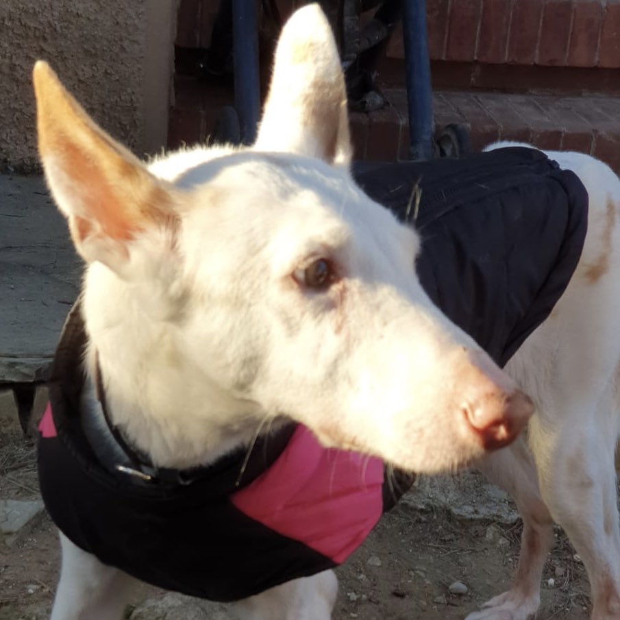 projectempathia's tweet photo. Lia 🎉🎉🎉

La princesa més tendre va escollir el dia d’ahir per perdre les pors i presentar-se en societat. 
Felicitat absoluta 

#projecteempathia #santuariodeanimales #santuario #doglife #doglover #doglovers #dog #lia #appache https://t.co/6MkpRWlVuG