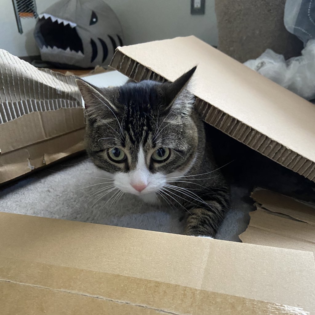 coke zero is crouched under a piece of cardboard. there are cardboard box pieces all around her and she looks blankly toward the camera.