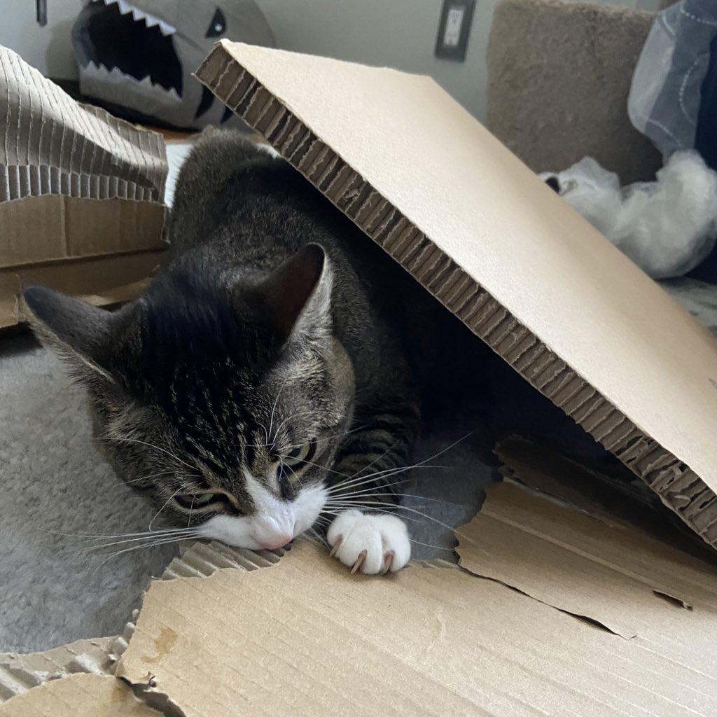 coke bites down on a piece of cardboard, holding it in place with her claws. her ears are folded back and her nose is scrunched. she says, "simply having a blast with this cardboard."