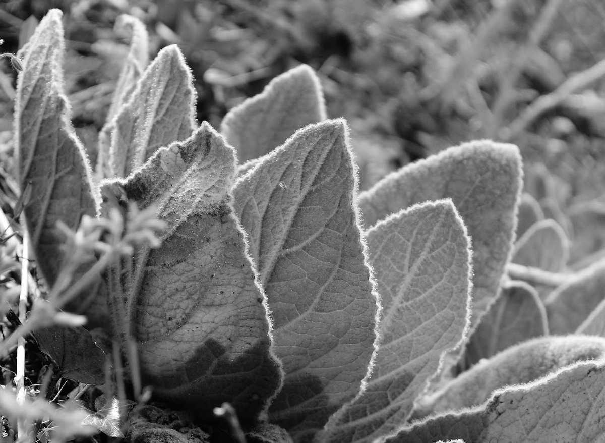 AmyDiane2112's tweet photo. #macrolandscape https://t.co/bPoH8ebq79