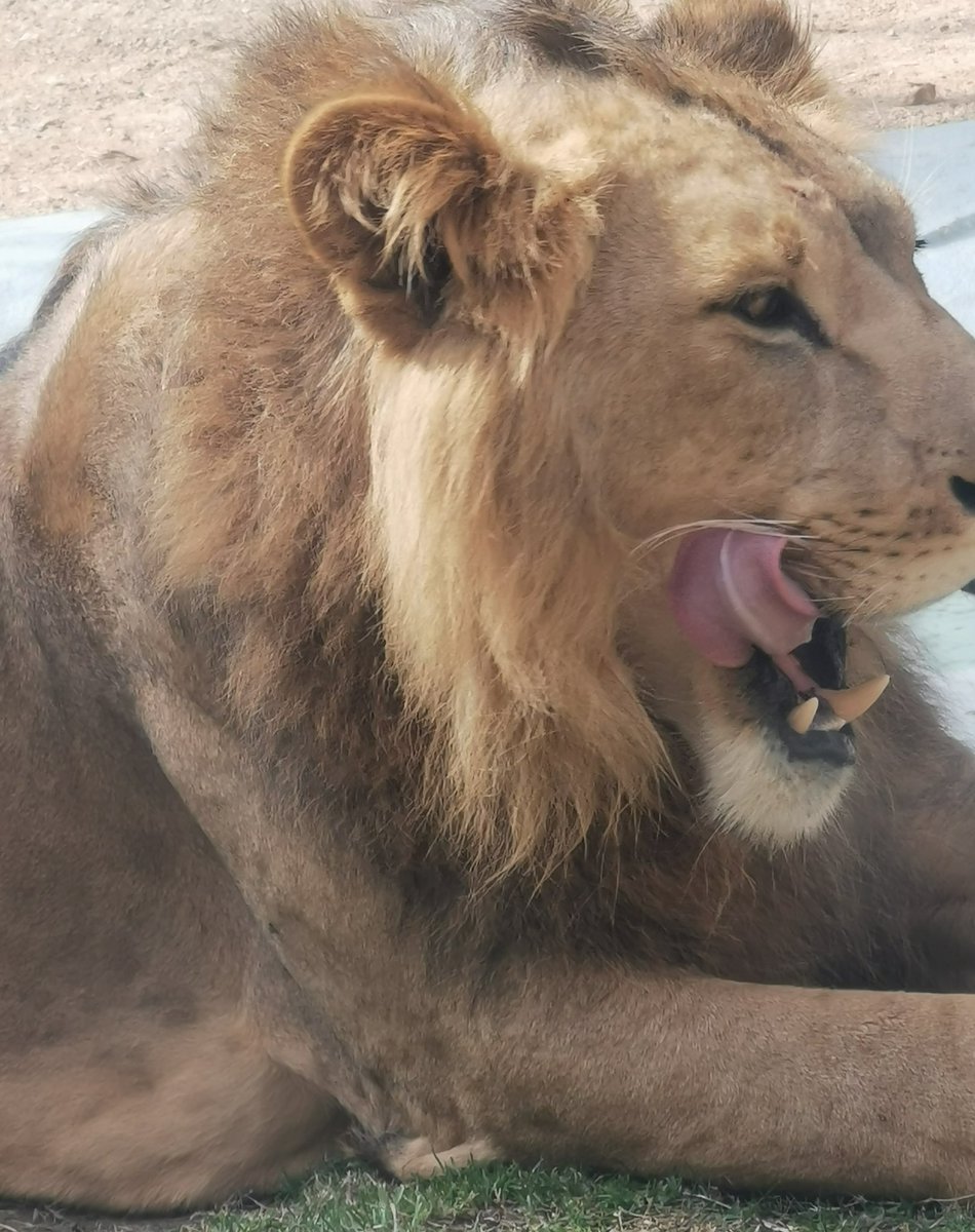 CAlmazroui's tweet photo. THE LION KING 👑🦁 https://t.co/rWC5DXBwN4
