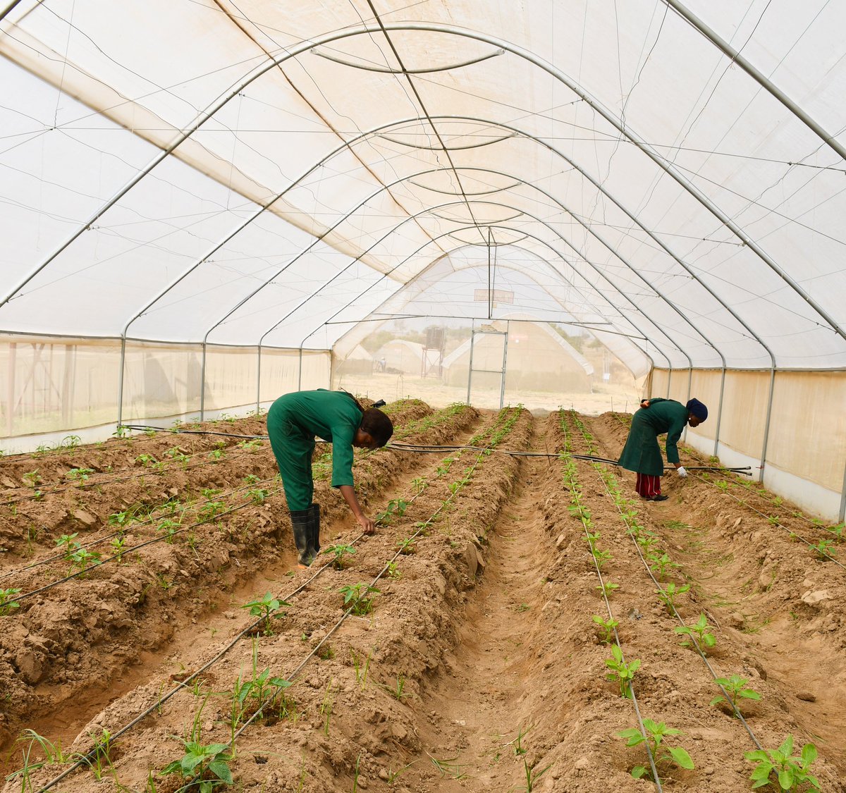 AlmatFarms's tweet photo. As the sweet pepper plants are still at an infant stage, it is imperative to ensure that they are exposed to the correct growing conditions. https://t.co/QvmZNyeAOb #sweetpepper #bellpepper #cropmaintenance #farmingpractices #organicrops #greenhousefarming #foodsecurity https://t.co/aA8J0uT1HC
