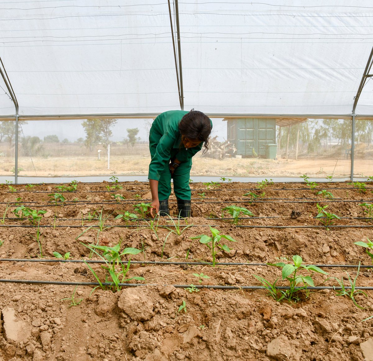 AlmatFarms's tweet photo. As the sweet pepper plants are still at an infant stage, it is imperative to ensure that they are exposed to the correct growing conditions. https://t.co/QvmZNyeAOb #sweetpepper #bellpepper #cropmaintenance #farmingpractices #organicrops #greenhousefarming #foodsecurity https://t.co/aA8J0uT1HC