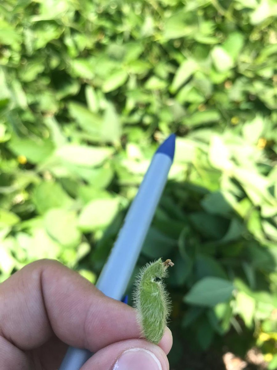 diegohalvarez79's tweet photo. [#Lepidópteros] 🐛 Ninguna de estas #plagas alcanza el UDA. Preocupa los niveles bajos pero constantes de #chinches y la continua presencia de #Bolilleras y su daño en vainas (ver fotos). A esto se suma la presencia de #Medidora y una presión elevada de #ManchaMarrón.
@CortevaARG https://t.co/AJH79SRf18