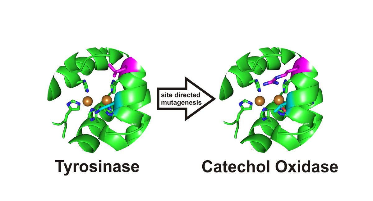 RompelLab's tweet image. Have u ever wondered how 2 turn a #tyrosinase into a #catechol #oxidase?🤔 We tell u how, check out @  rdcu.be/b07YD😉funded by @FWF_at @univienna🌰