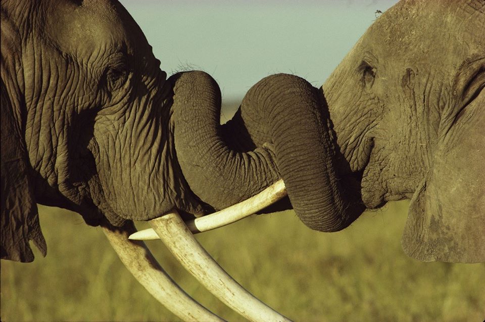 micasaucf's tweet photo. #FotoDelDía | Dos elefantes machos luchan por el dominio en el Parque Nacional de Amboseli, Kenia.
📸 William Thompson https://t.co/TRCAUM4NBn