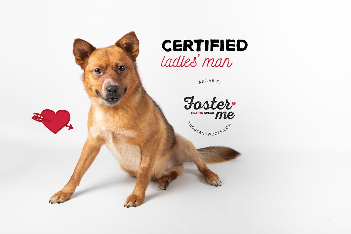 ARFAlberta's tweet photo. Looking for a special Valentine? Phil the ladies man is looking for a foster home. ❤️ #fosterPhil https://t.co/zmS5psniM5