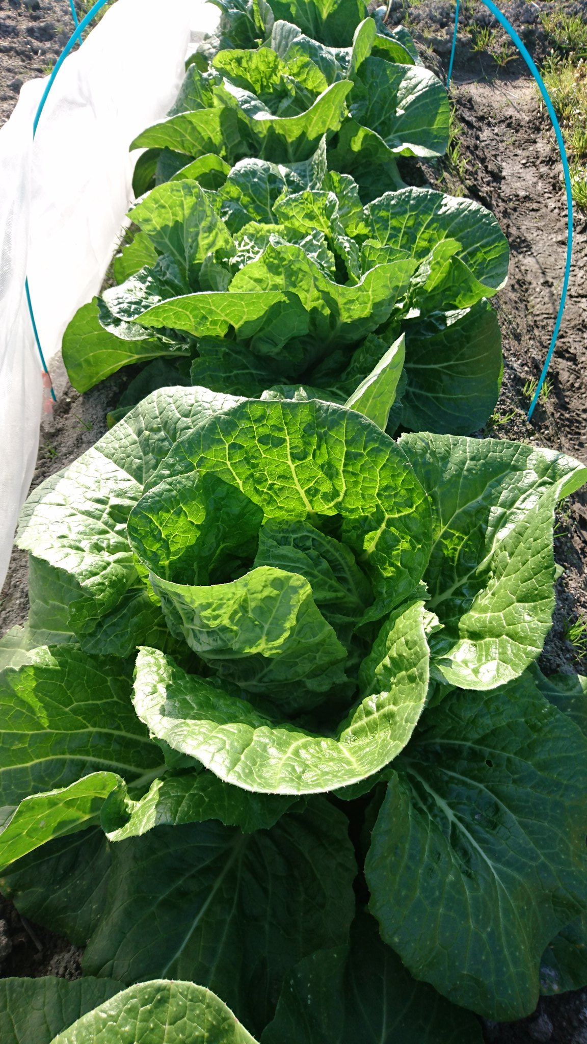 マニ 日に日に大きくなってますなー だけど 病気発生 以前からカブの葉やら小松菜に白い斑点できてるなーって思ってたんですけど 白菜にもうつってしまいました これって白さび病なんじゃないの これからどうしたらいいんでしょうか 放置してても