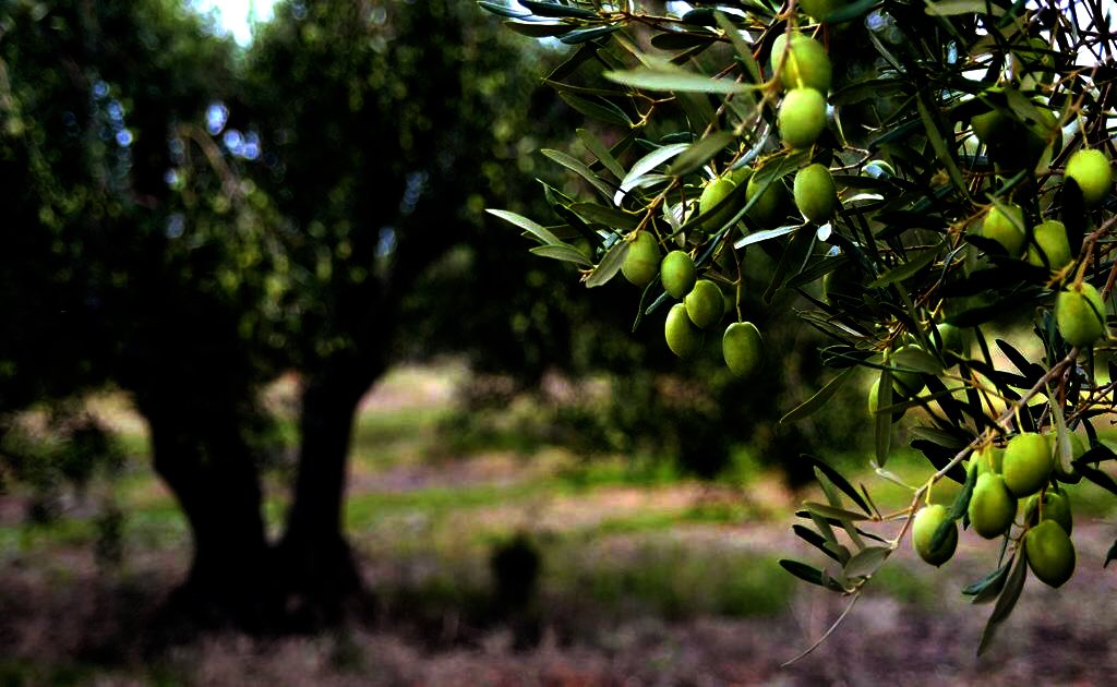 TenuteL's tweet photo. Uno scorcio dalla nostra tenuta @TenuteL #nature #Oilers #olioevo #evo #food #producer #foodlover #madeinitaly #Italy #sud #Cooking #ulivo #Basilicata #matera #oil #extravirgin https://t.co/yiqyTevinm