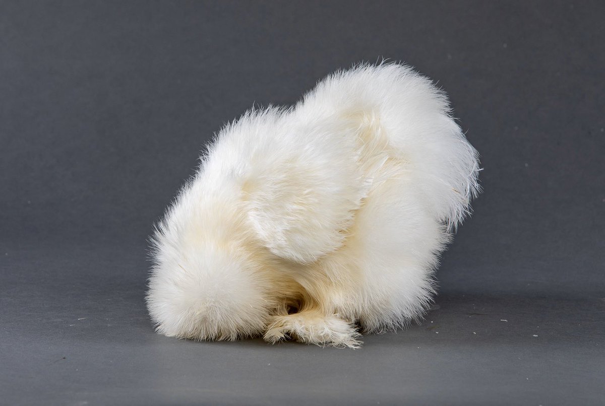 mypetchicken's tweet photo. It may be Monday BUT it’s also Hatch Day and we have bantam chicks available including Silkies and Mille Fleur + Porcelain d’Uccles! 
Click link to shop - https://t.co/inEHOWIuHz

#hatchday #mypetchicken #silkie #duccle #bantam #chickens #pet #backyardchickens https://t.co/Nr2uhLwN4o