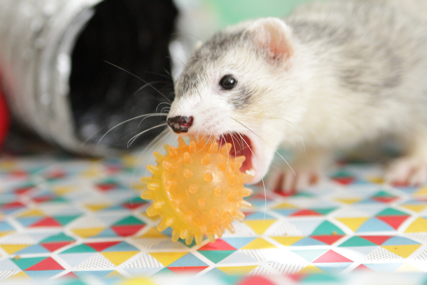 CalFerrets's tweet photo. Too busy to work today. Stashing my things. 
___⁠
UCFA advocates for the decriminalization of domestic ferrets in California. ⁠
—— ⁠
#CaliforniaFerrets #ferretfreedom #ferrets 
⁠ https://t.co/TeIU3NId9G