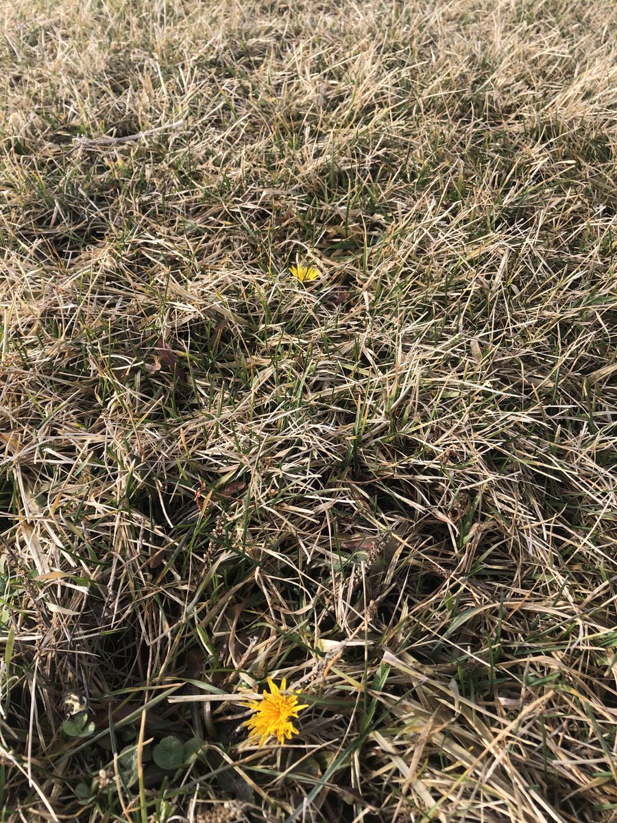 Dandelion soaking up the sun. Really?  It is February 3, 2020.  In Canada:)