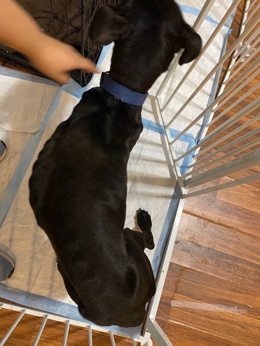 RockandRawhide's tweet photo. 🚨While our Roadies may be able to short term foster, TUX needs a longer term situation while we get him fattened up &amp; ready to go home. Could you help Tux? Please share this gorgeous boy &amp; consider if you could foster him for even a month or so. @BrickCityRescue https://t.co/L9VNOUDhV7