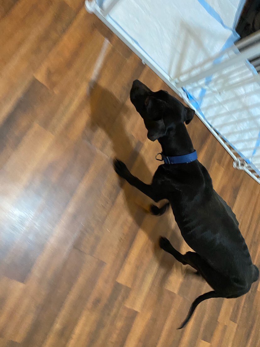 RockandRawhide's tweet photo. 🚨While our Roadies may be able to short term foster, TUX needs a longer term situation while we get him fattened up &amp; ready to go home. Could you help Tux? Please share this gorgeous boy &amp; consider if you could foster him for even a month or so. @BrickCityRescue https://t.co/L9VNOUDhV7
