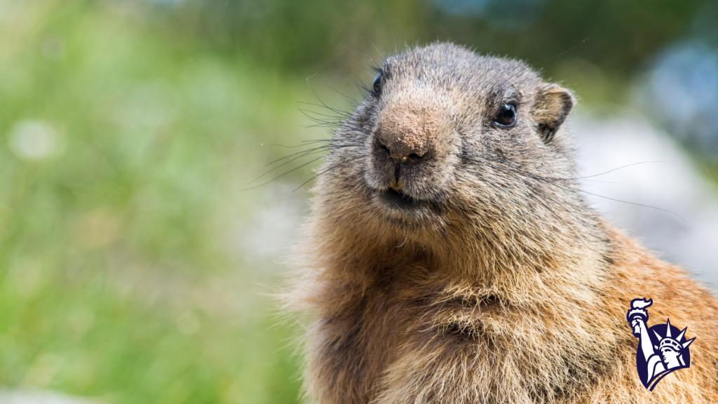 A groundhog turns and faces the camera