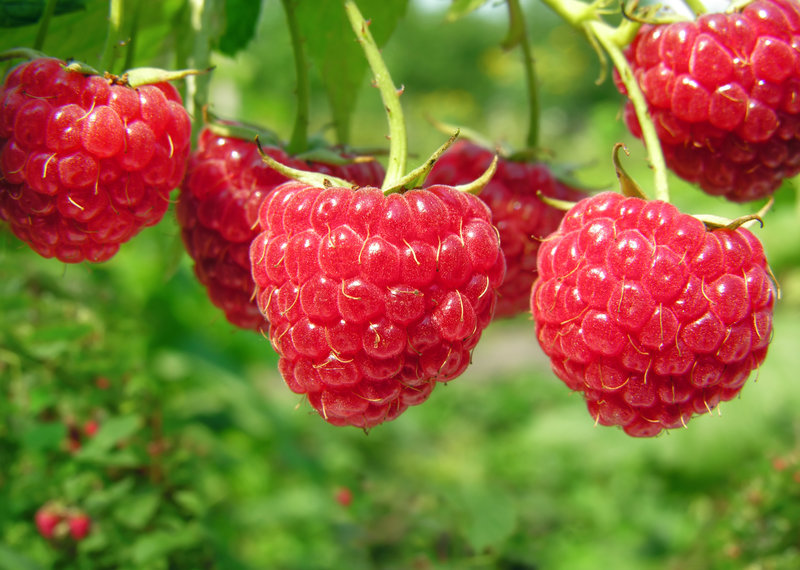 EdiblesIcl's tweet photo. #Didyouknow that raspberries require high amounts of nitrogen? If you're looking for a #fertilizer to help your crop, we have a wide range to choose from, including Agrolution. Find out more here: https://t.co/gBXqHPUqwV https://t.co/uujK108LOf