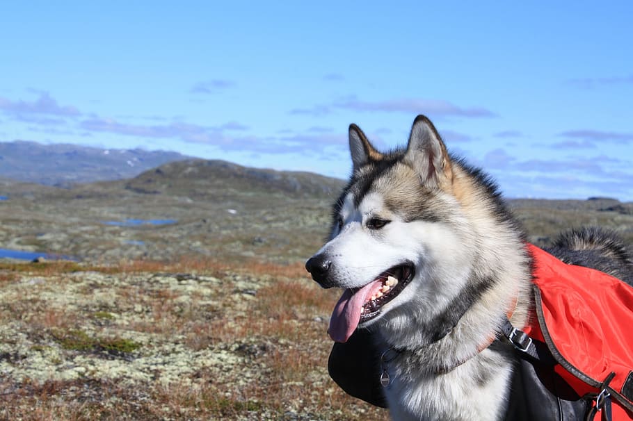 WelfareDogs's tweet photo. Alaskan Malamute – The Nordic Sled Dog https://t.co/9qBxcIQhil https://t.co/LvwLjs9ZmW