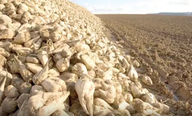 UNLBeef's tweet photo. The reduced volume of sugar beets available for sugar production has impacted the amount of the by-product, sugar beet pulp, available for beef cattle diets this winter. https://t.co/bTGt1PcfYS #beef #cattle #sugar #sugarbeets #beetpulp https://t.co/DXDIHLuCM8