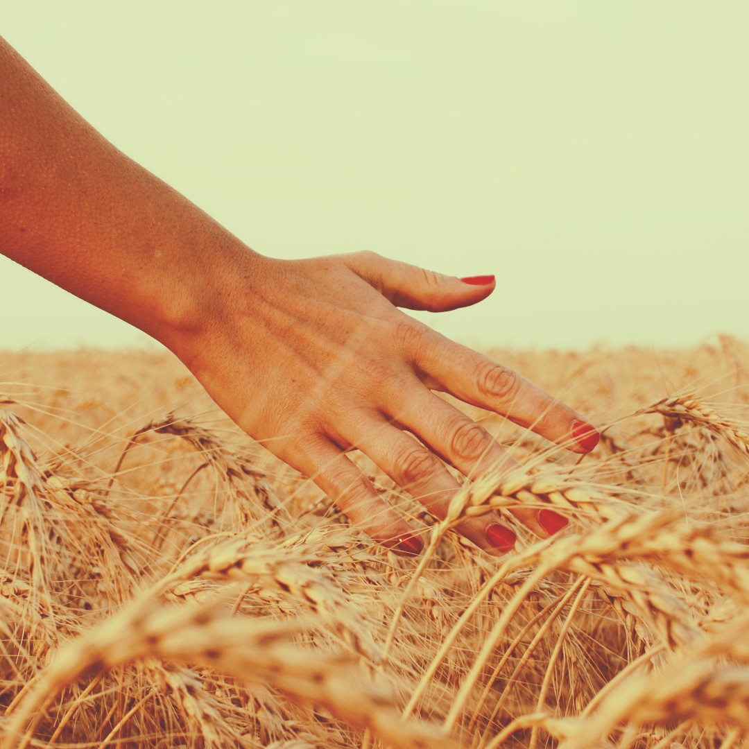 gemissionca's tweet photo. Join us at MissionFest Manitoba this Friday through Sunday! The theme this year fits perfectly with what we're seeing in Europe - the fields are ripe for harvest (John 4:35). Find out more at https://t.co/Psq611UtSl #jointheharvest #eyesfocusedontheharvest https://t.co/ThGfe8vw7Y