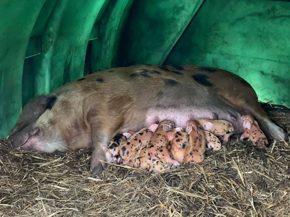 OxfordPig's tweet photo. Our #OSBPG supporters are striving to help our breed, which is recognised with the @RBSTrarebreeds as "AT RISK" So we thank Demelza and her 14 #healthy #OSBPiglets. #GoNative @NFFNUK @pighealthuk @AHDB_Pork @WheatleyPkFarm @KidsCountryUK @mpwgroup #Teamworkmakesthedreamwork https://t.co/4p3IQ9jW3k