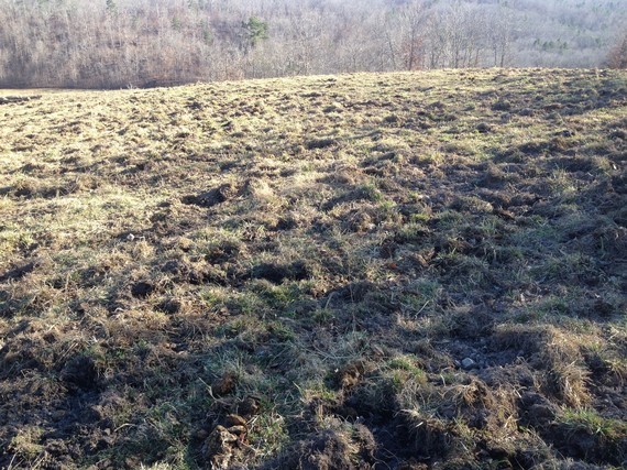 Land destroyed by feral hogs.