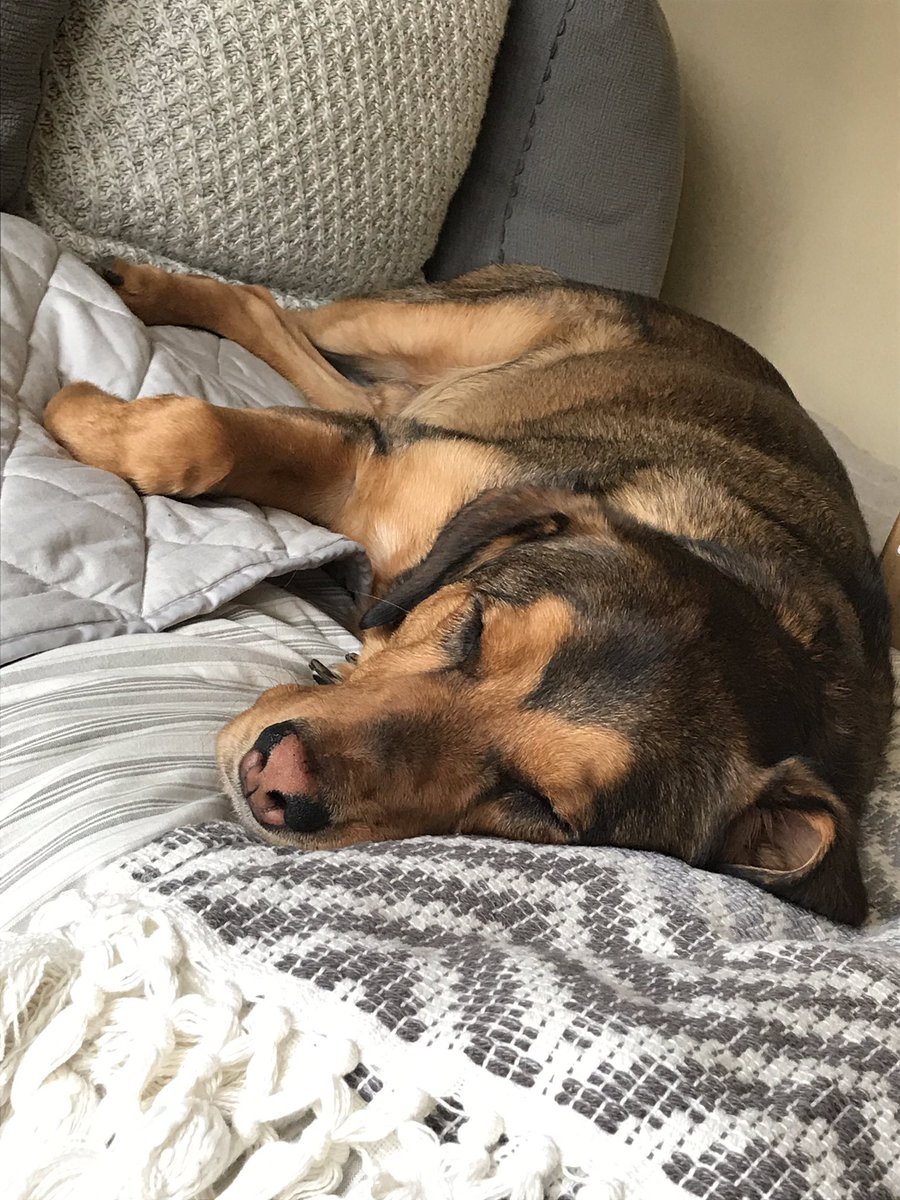 KaleyWren's tweet photo. Monday morning hitting hard for this pup. #SuperBowlLIV hangover. https://t.co/IrYanA5326