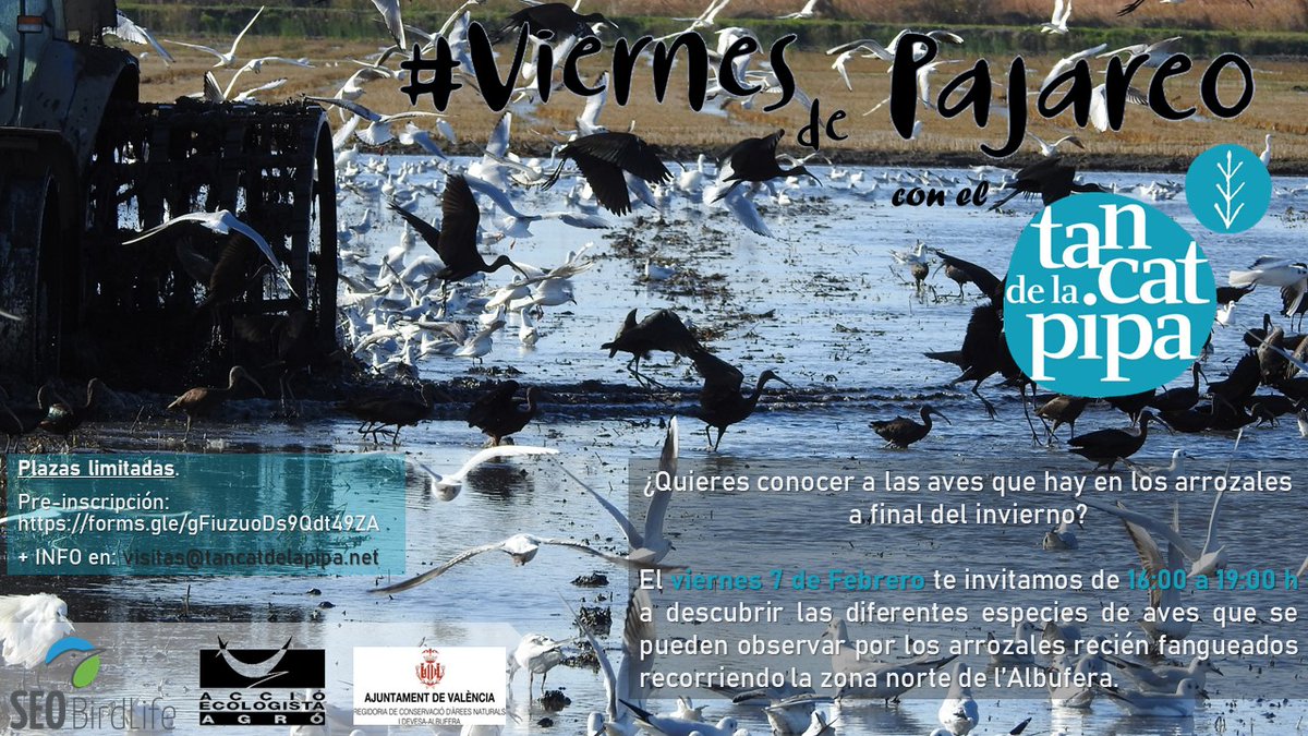 tancatdelapipa's tweet photo. Llega otro #ViernesDePajareo!! Este viernes de 16:00 a 19:00 ven y descubre las aves de los arrozales. Plazas limitadas! Inscribete en el formulario https://t.co/fwRNoeF9Nk https://t.co/bWsrTFn3CH