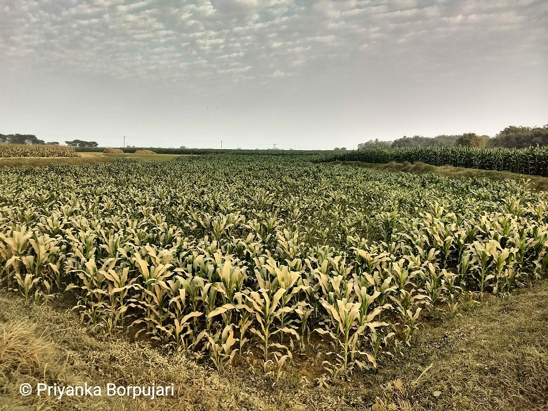 When the leaves by the river—its sand, mined—wore powder.Gurihar, Bihar.Dusting off precious dust in February 2019, with journalist  @PaulSalopek on the  @outofedenwalk that traces the path of human  #migration #EdenWalk