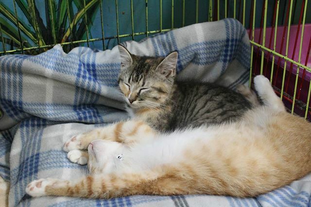 CityHumane's tweet photo. Monday got me like... https://t.co/JAAT5URFVc https://t.co/yxABRDG1XX