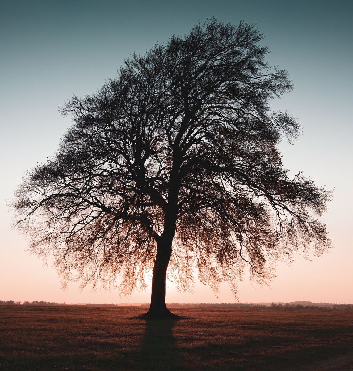 HeritageDevUK's tweet photo. “The Lone Tree” on Kentford Gallops 🏇🏽 #HeritageDevelopments #RegalMeadows #Newmarket #Gallops https://t.co/MVcBv9OxQ1