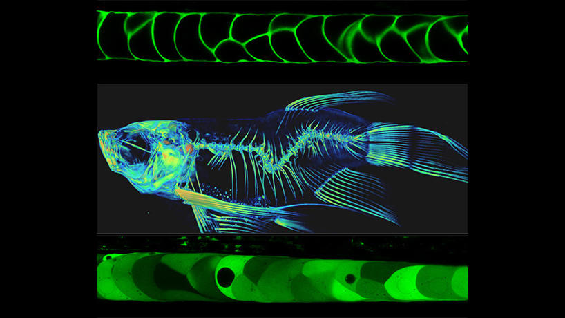 Zebrafish notochord development