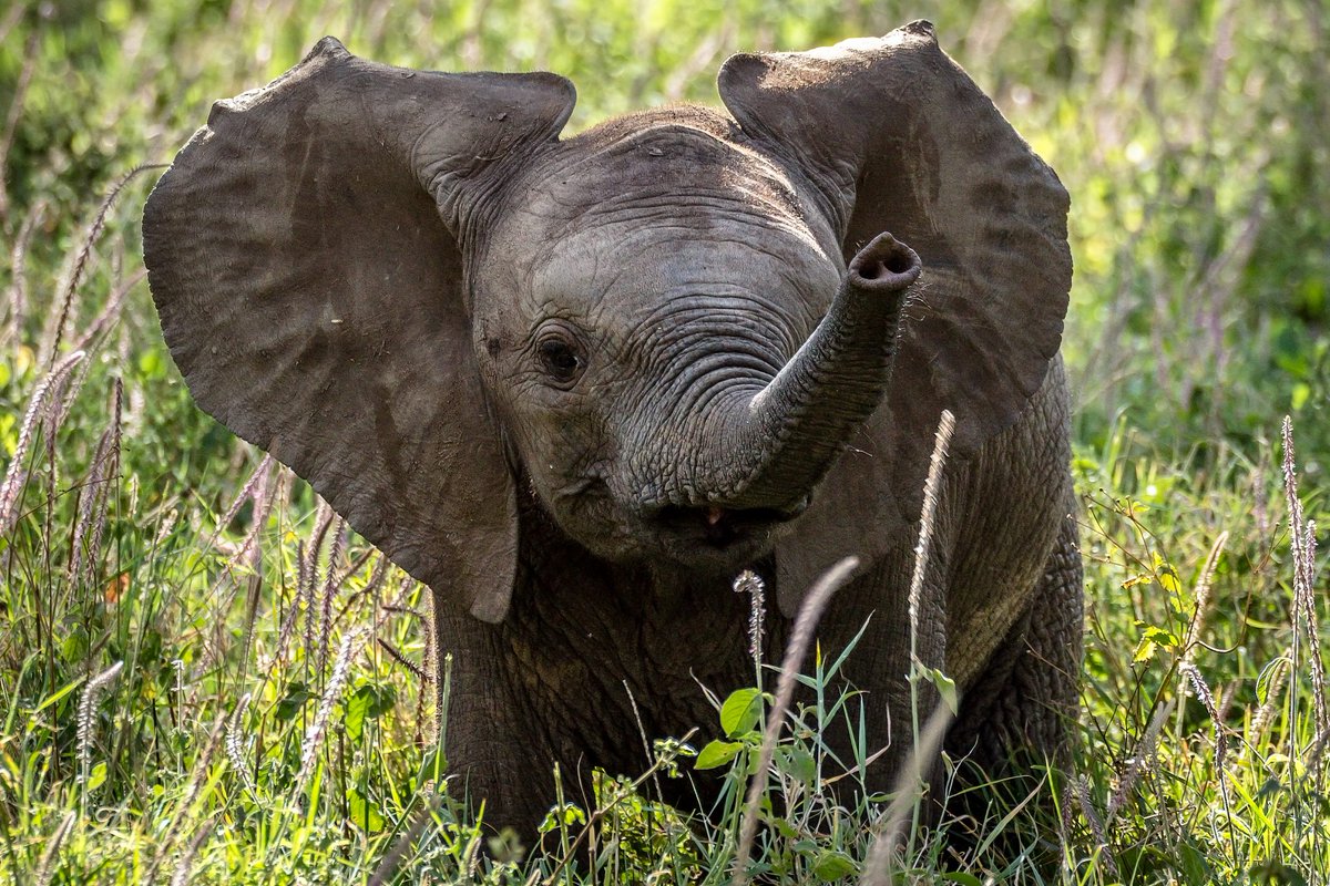WaterlooLibrary's tweet photo. Discovering Animals. Kids ages 2 to 5 years with a caregiver will have fun learning about animals in this interactive program. Wednesdays at 10:30am at the Main Library. Registration is required. https://t.co/Zm6Saa6ZIA @uptownwaterloo #KWawesome #preschoolprograms https://t.co/RJpSrb3QaB