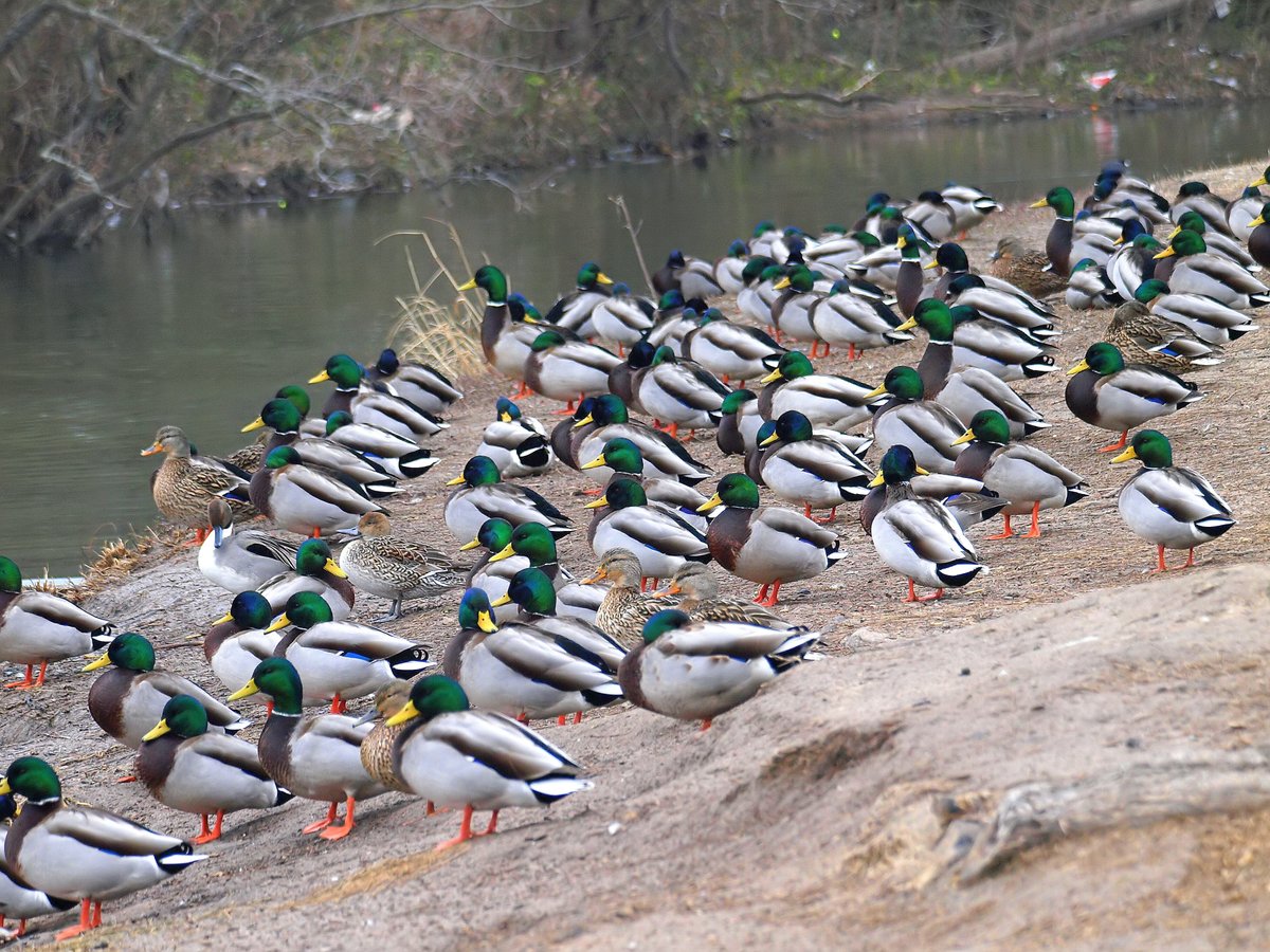 kala61857's tweet photo. Mallard Convention
Can you find the 2 birds that are not mallards?
Mallards (Anas platyrhynchos)
Northern Pintail (Anas acuta)
https://t.co/Fy7C9neHfY
#WhiteRocklake #ducks #mallards #wildlifephotography #NaturePhotography #birdphotography #birds #NorthernPintails #naturephoto https://t.co/wNCIsUmhMM