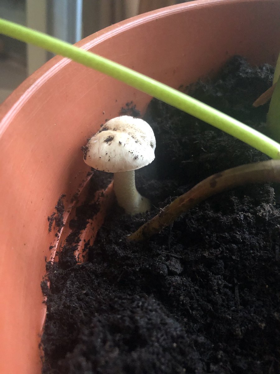 A close up of a little mushroom.