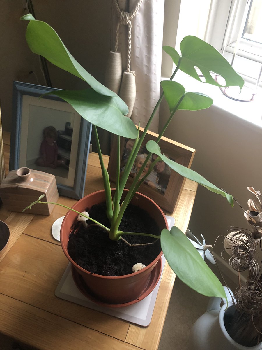 A cheese plant in a pot. In the pot’s soil there are two small mushrooms growing.