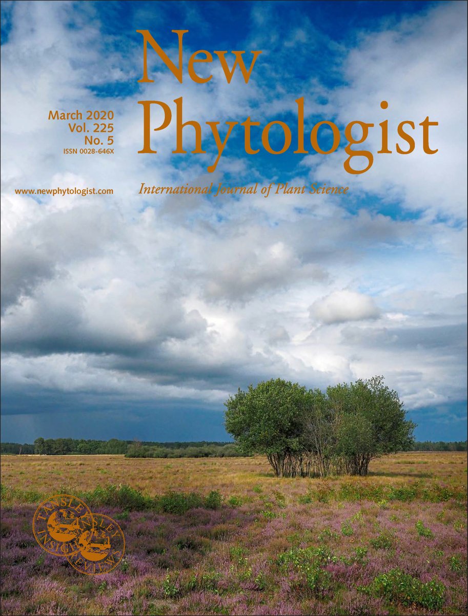 New Phyt Volume 225, Issue 5, March 2020 cover.Restored heathland in Natura 2000 area Dwingelderveld, located in eastern Netherlands, photographed on a sunny day during summer 2019