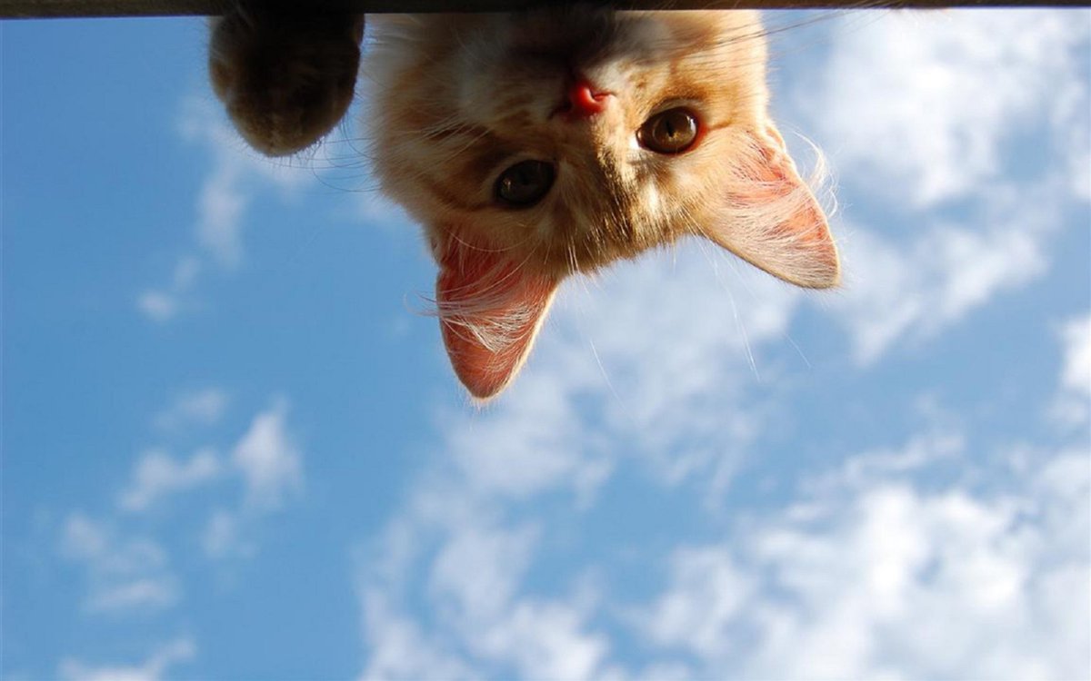 Cat looking down from the roof of a building