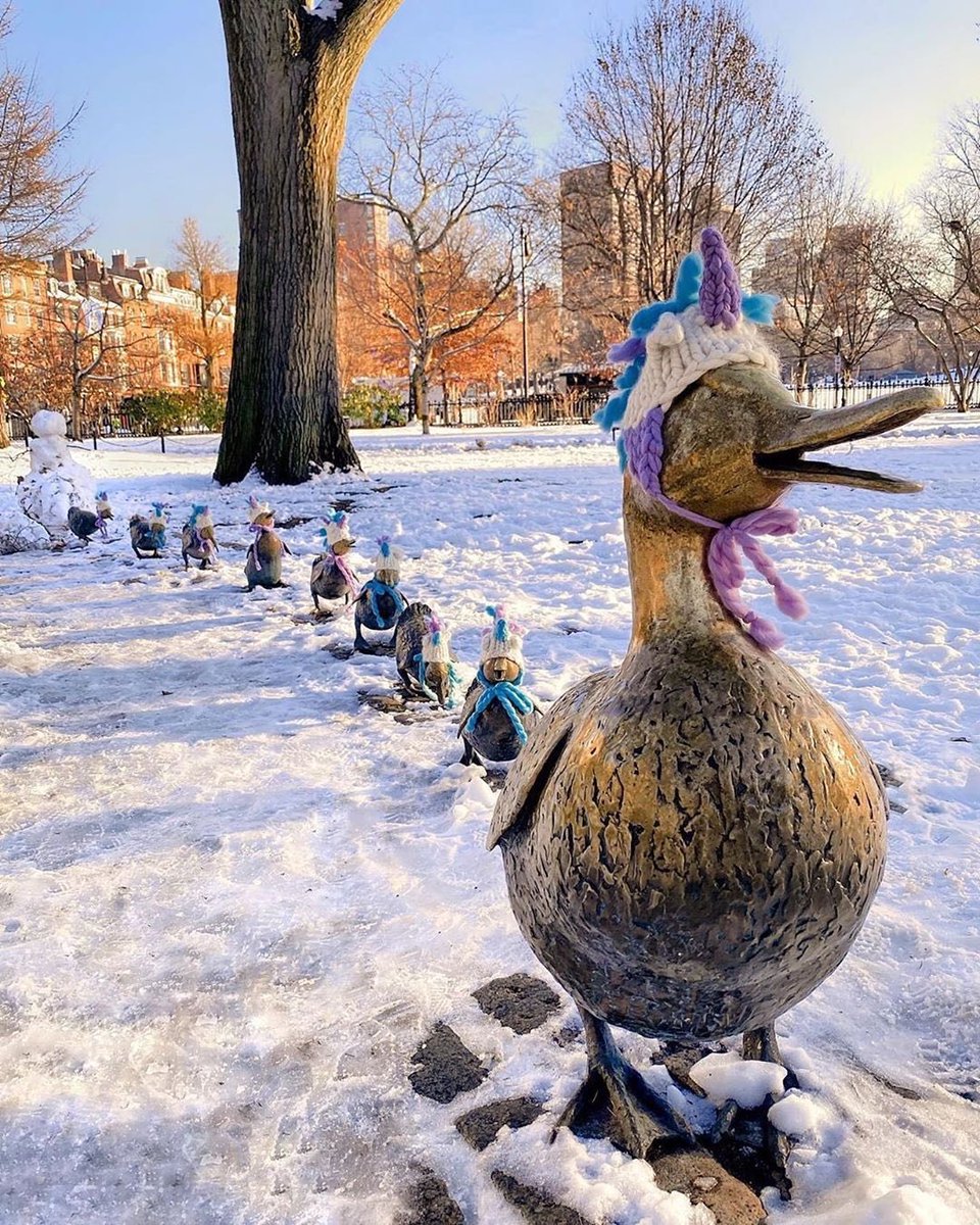 MO_BOSTON's tweet photo. Make Way For Ducklings are bundled up this #DestinationMOnday, are you? ๐ธ: The Boston Calendar #MOBoston #MakeWayForDucklings #SightsoftheCity https://t.co/HqVh7BbXTs