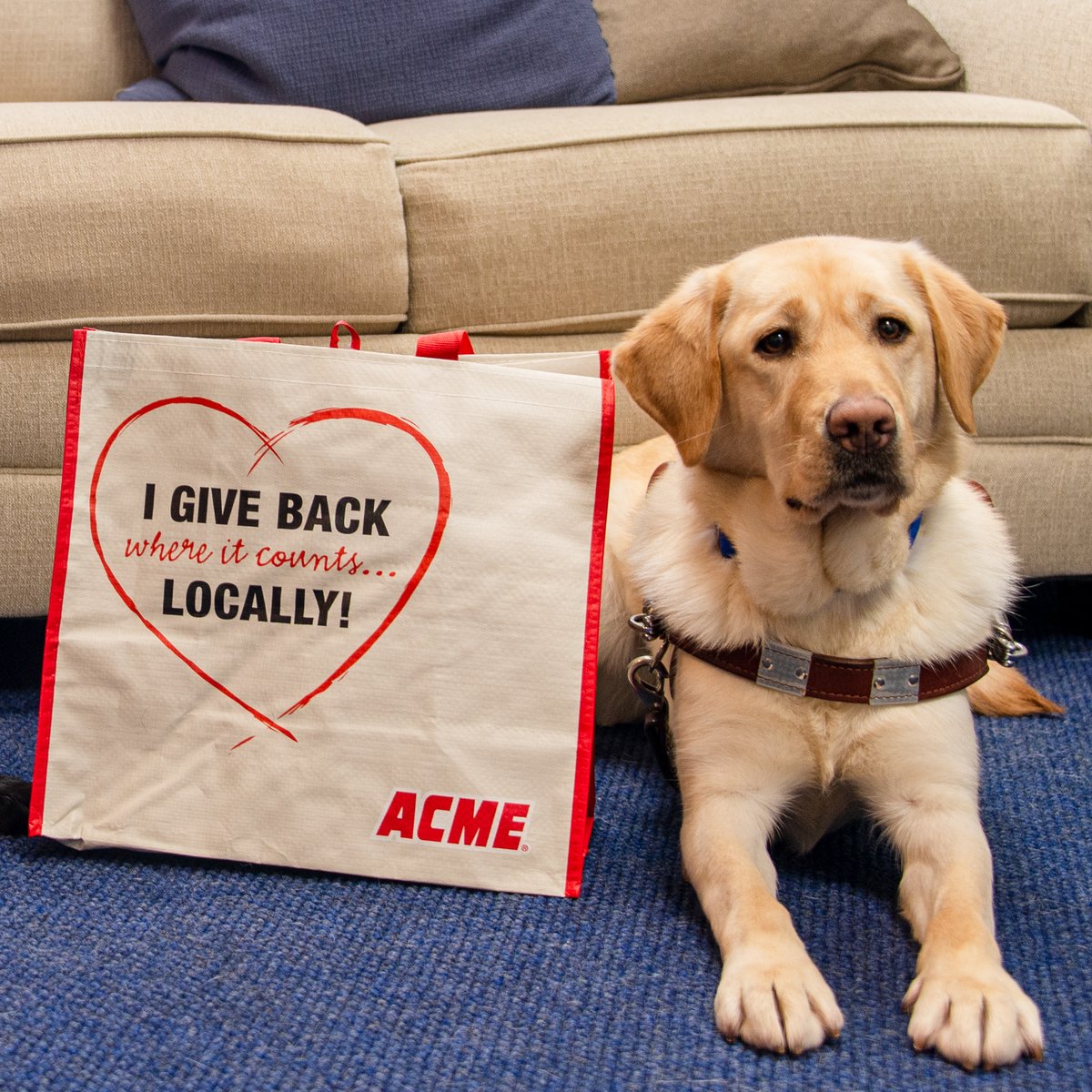 Twig, a female yellow lab in harness, lays on the blue carpet next to the white reusable tote from ACME. The bag is decorated with the words "I give back where it counts... locally!" with the red Acme logo.