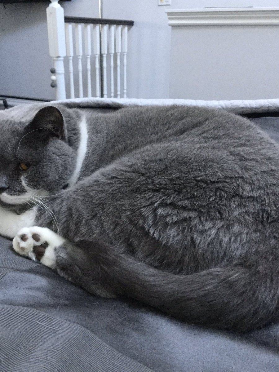 LordGraydon's tweet photo. Today baking a sweet roll w one raisin...
#kittyloafmonday #CatsOfTwitter https://t.co/5gOmcjdoOq