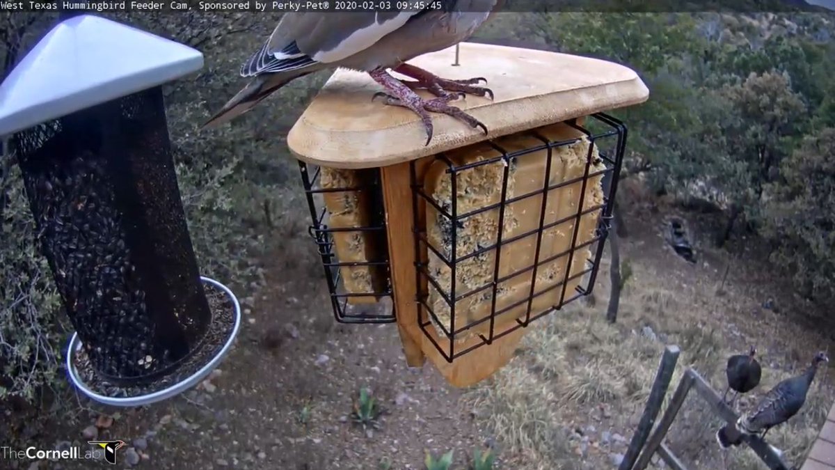 West Texas Hummers Texashummers Twitter