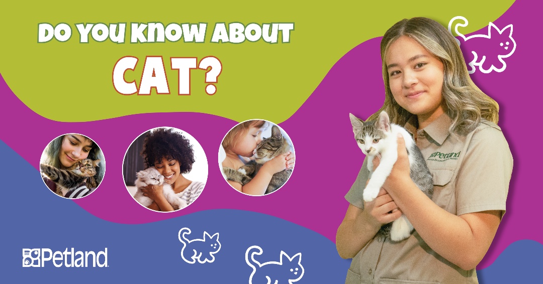 Here are some interesting facts about cats that may surprise you.

1. Cats can rotate their ears 180 degrees.

2. The hearing of the average cat is at least five times stronger than that of a human adult.