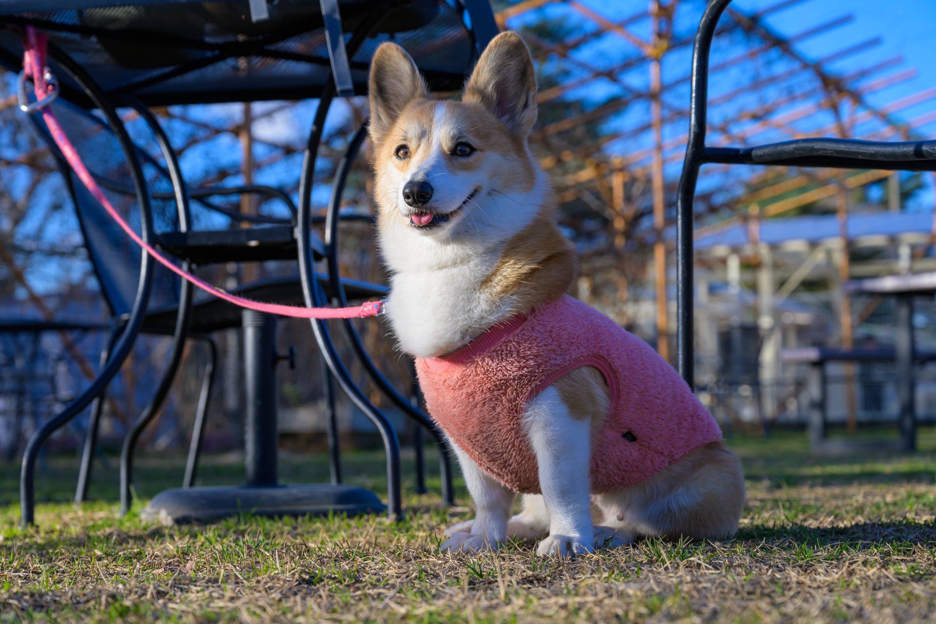いまりん 01 わんわんレンタル3 ゆかり ウェルシュ コーギー ペンブローク 私の感覚だと実質小型犬 小柄な コーギーです 立ち止まっても我慢して待っていれば また歩き出す と思います つくばわんわんランド T Co 4ledhcgur5 Twitter
