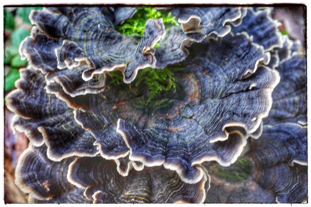 Turkey Fungi Closeup