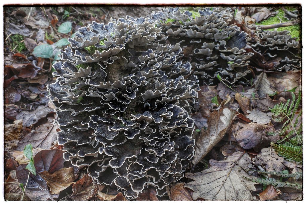 Turkey Fungus