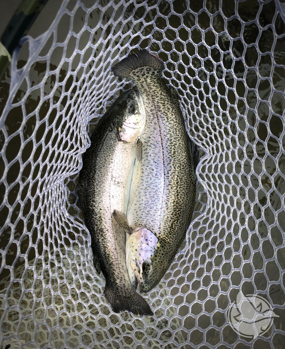 SpringValleyRGC's tweet photo. Doubling up! Fishing is red hot right now. 
.
.
.
#SpringValleyRodAndGun #SVRGC #NWArkansas #whatgetsyououtdoors #itsinmynature #fishingclub #flyfishinglife #flyfishing #catchandrelease #rainbowtrout #catchoftheday #anglers #simmsfishing #FishItWell #CatchandRelease #TroutMVP https://t.co/JoFkn3qjHK