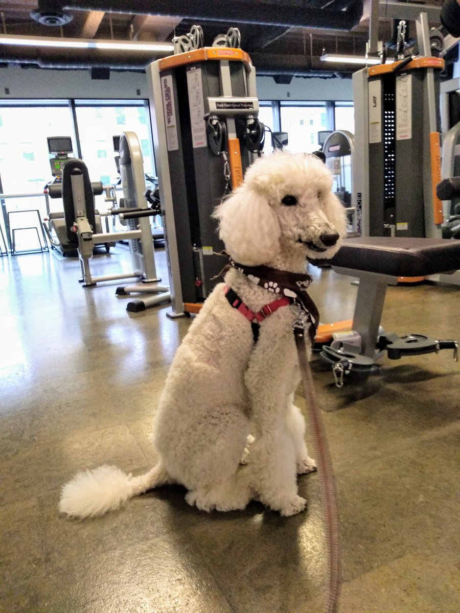 Smile_Dottie's tweet photo. Hey #Gophers, it's time to hit the gym. For #umnpaws anyway. Hope to see you today @UMNRecWell from 12-2 today. #destresswithdogs https://t.co/Gv2POY8AW7