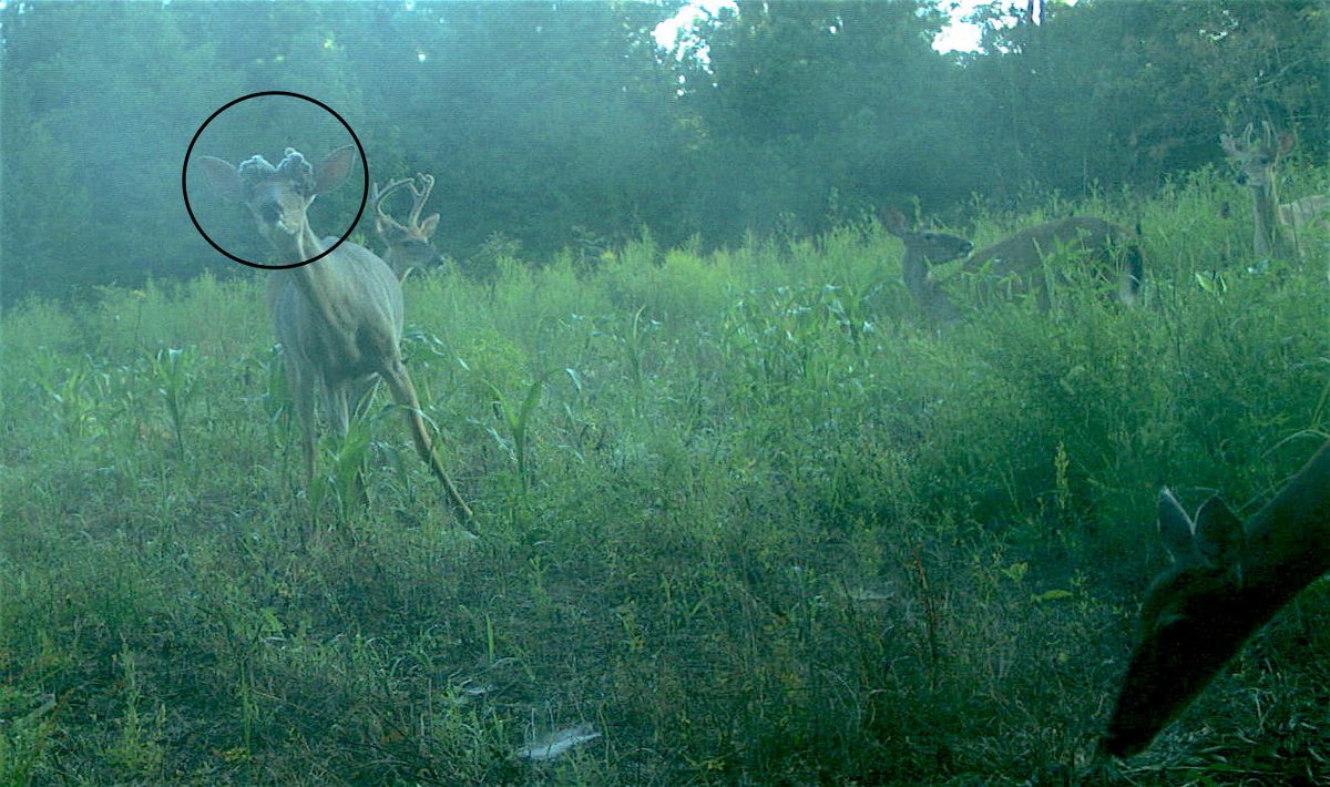 CandidCritters's tweet photo. If you look closely at this deer's antlers, you might notice they look a little odd. According to our deer experts at @NCWildlife, this buck appears to be experiencing "antleroma", a condition characterized by abnormal antler growth. https://t.co/zdN3Xno0U4