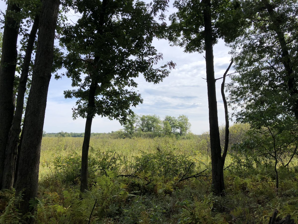 wetlands of property